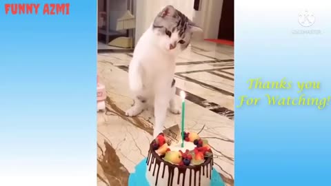 Adorable Cats & Kittens: Cute Moments That Will Brighten Your Day!