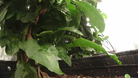 Come Explore With Me – Gen X Nature Stream | Live Pepper Jungle + Chill Vibes