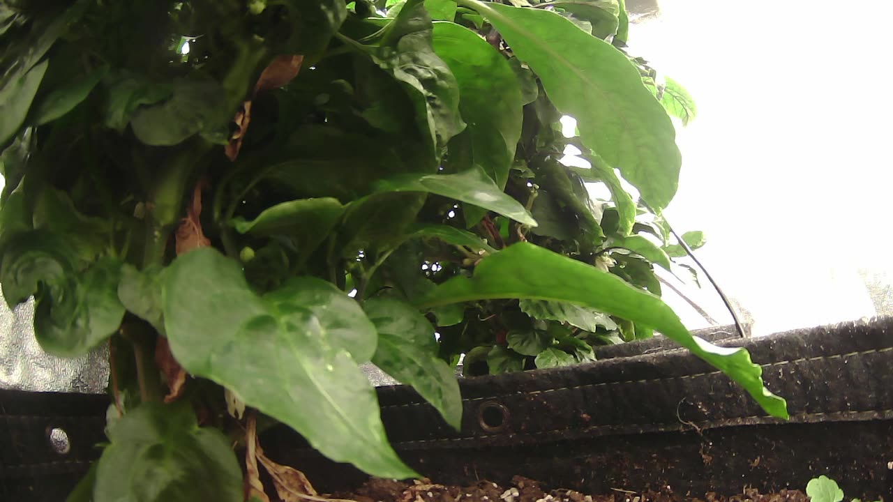 Come Explore With Me – Gen X Nature Stream | Live Pepper Jungle + Chill Vibes