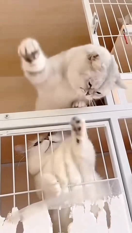 Funny and Cute cats