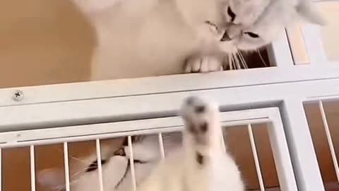 Funny and Cute cats