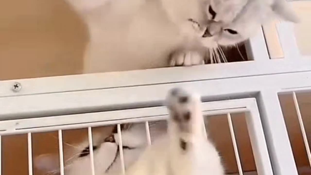 Funny and Cute cats