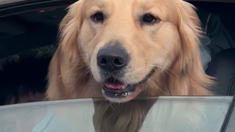 A chance encounter with a big Golden Retriever