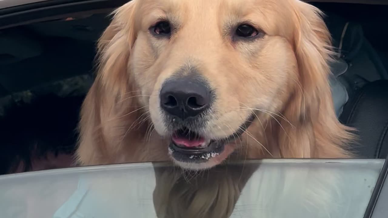 A chance encounter with a big Golden Retriever