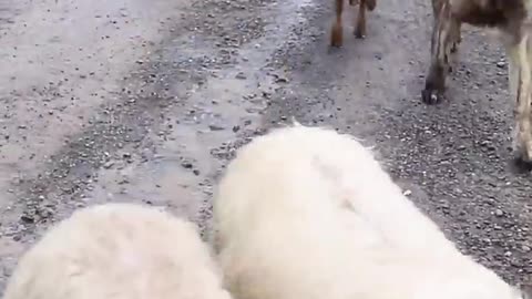 Sheep Sound 🐑 - SHEEP #shorts