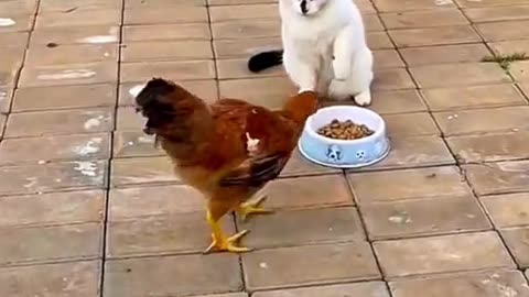 Funny Pets Video