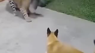 Brave cat
