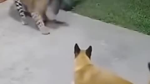 Brave cat
