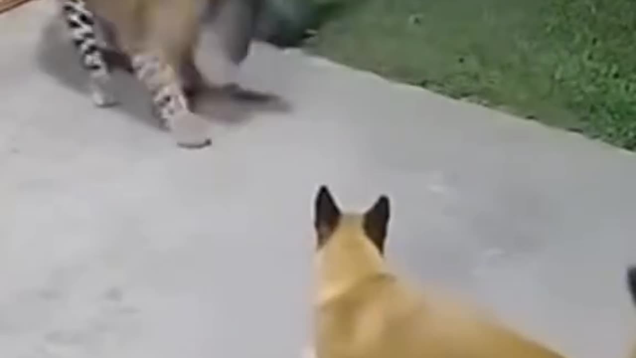 Brave cat