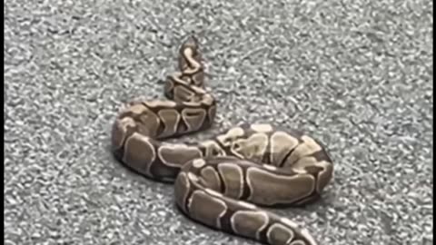 Three Pythons Dumped in Queens, NY Neighborhood
