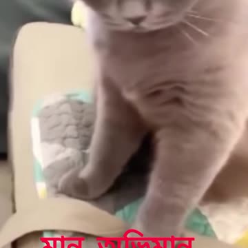 funny funny videos funny jokes funny animals funny memes