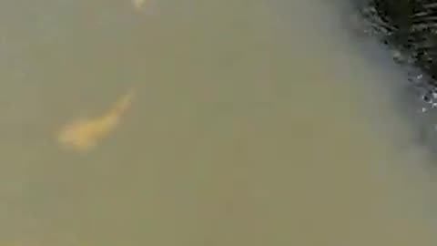 😮🦈 Deadly Sharks in the River? Shocking Sight in Perth, Australia! | FeedMyCuriosity