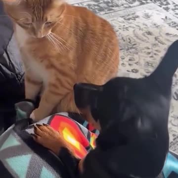 Cats vs Dogs 🐶🐱😂