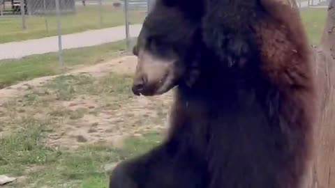 Hilarious Bears 🤣