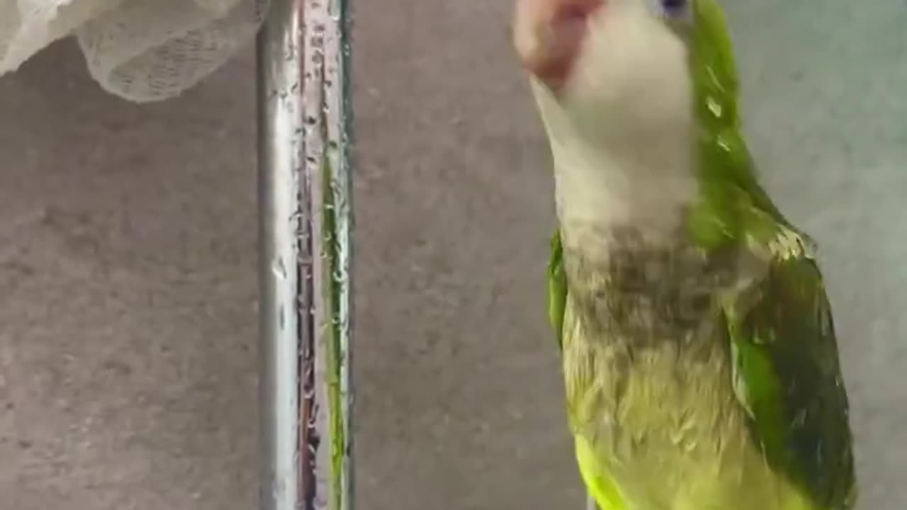 A parrot that is excited to be hit by water after a long time