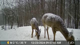 Snowy Deer