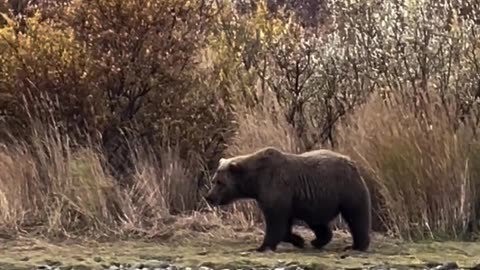 A mother brown bear has to come back and retrieve her cubs after they refused to follow her.