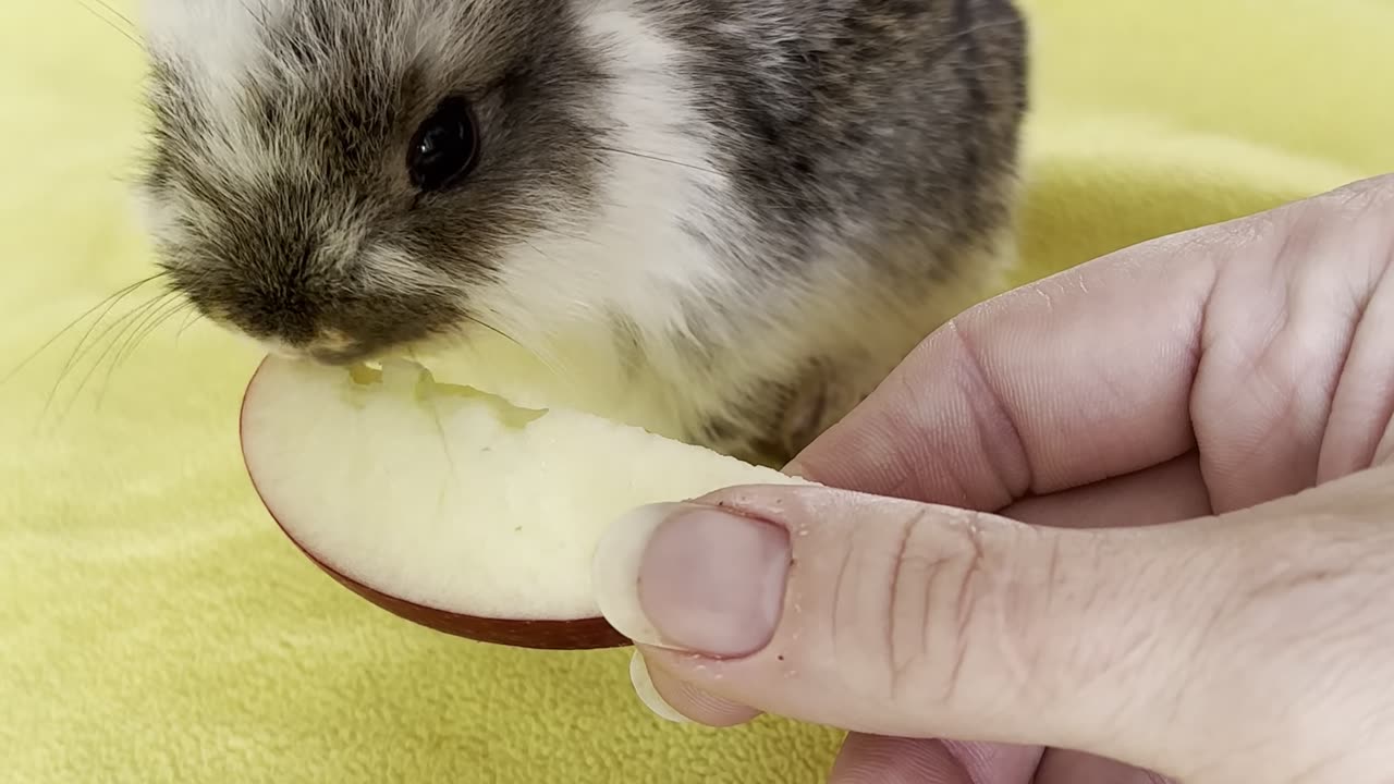 This bold bunny is standing on hind legs