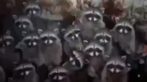 Raccoons Are Starting to Domesticate