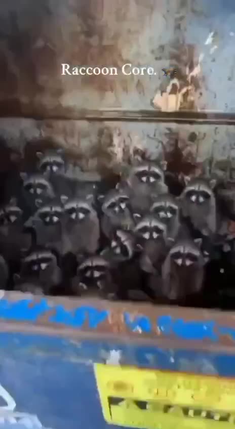 Raccoons Are Starting to Domesticate