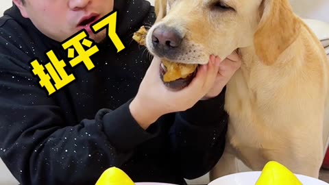 Funny video: The man stole the dog food, the dog understood, funny video 2025 skc.com 100