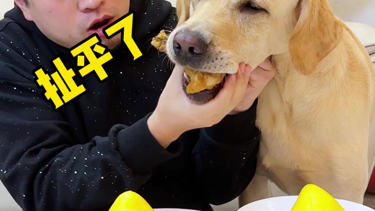 Funny video: The man stole the dog food, the dog understood, funny video 2025 skc.com 100