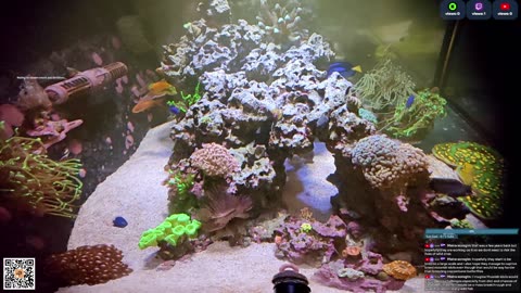 24/7 Real Live Reef Stream