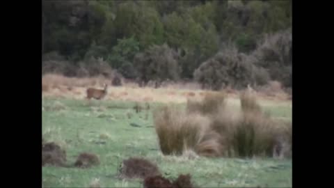 Two deer with one shot!