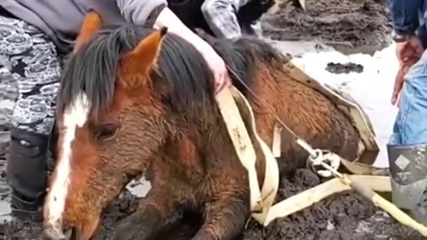 🧚‍♂️✨ Trapped Horse Rescue Will Warm Your Heart! | FeedMyCuriosity