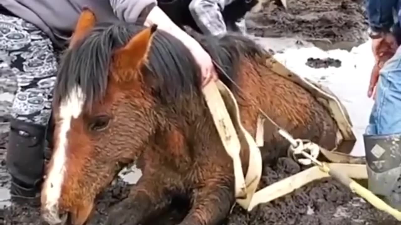 🧚♂️✨ Trapped Horse Rescue Will Warm Your Heart! | FeedMyCuriosity