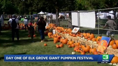 Day 1 of the Elk Grove Giant Pumpkin Festival kicks off fall tradition