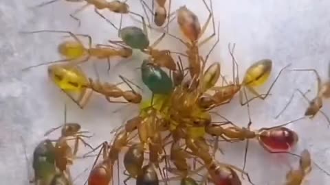 Colourful Ant