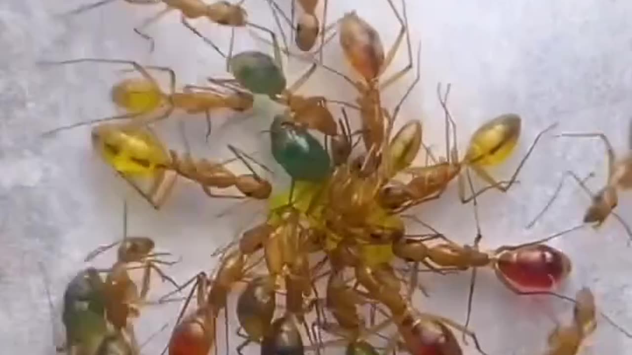Colourful Ant