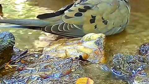 A couple of Dove taking a bath ...