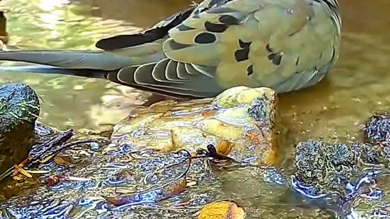 A couple of Dove taking a bath ...