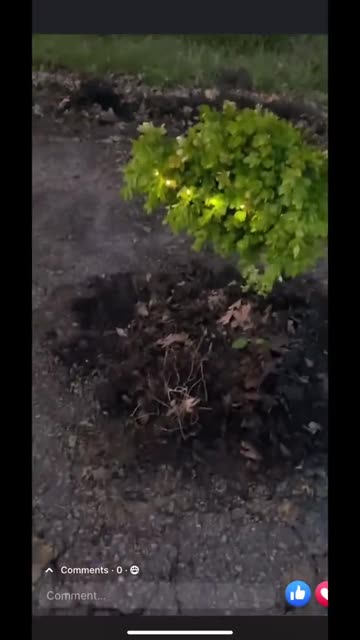 City ignored a massive pothole. A guy planted a tree in it.