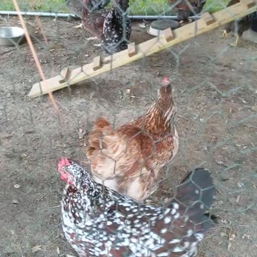 Chickens think larvae and pupae are candy