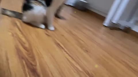 Cool tracking shot of the kitten
