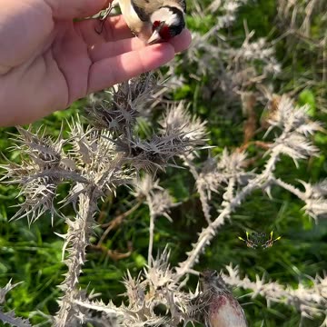 Sleeping bird 🕊️