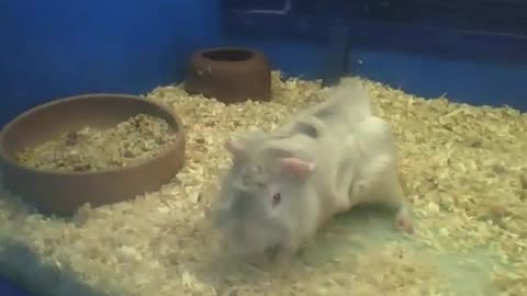 Abyssinian guinea pig likes to be filmed, and plays around [Nature & Animals]