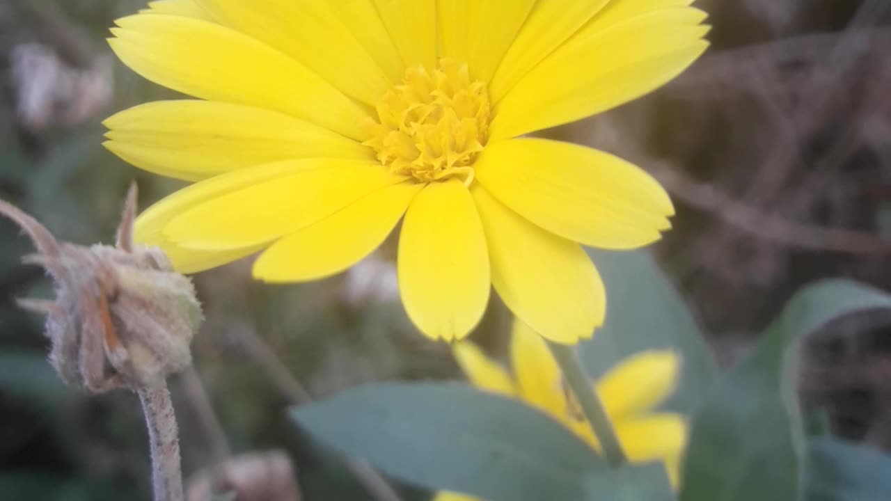 Lonely Calendula