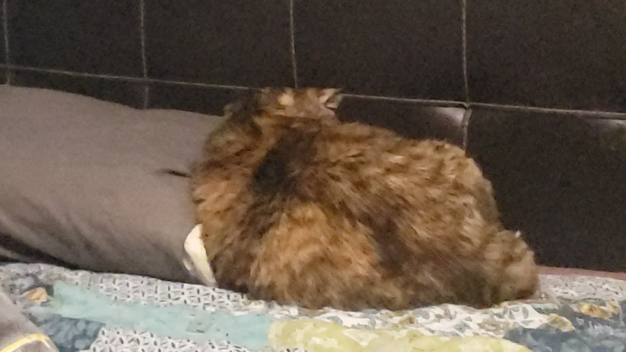 Cat Lays on Pillow, Sleeps Deep: Ultra Relaxing Moment