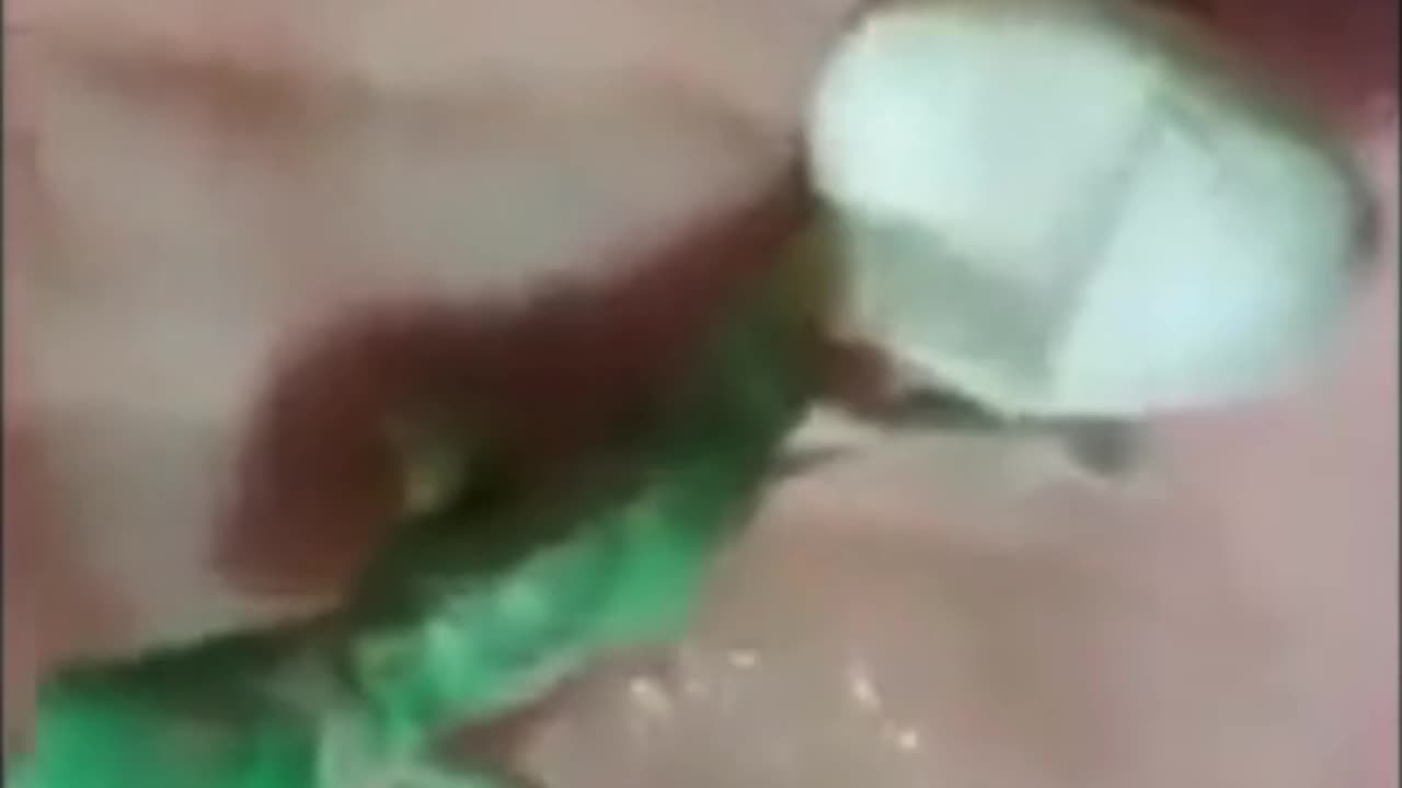 😍 Chameleon Baby emerging from Egg
