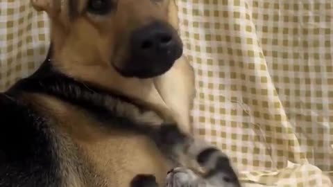 “Big dog, tiny kitten – best friends in the making”