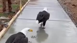 Construction at the new Mercier Orchards parking lot came to a sudden stop —