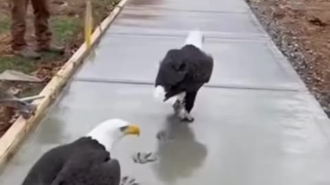 Construction at the new Mercier Orchards parking lot came to a sudden stop —