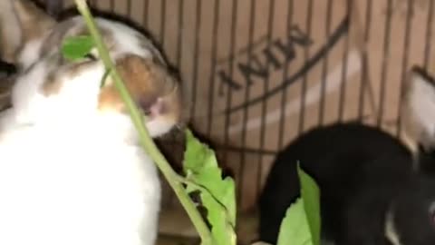 "How to Make Your Bunny the Happiest Pet Ever"