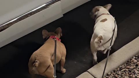 Frenchies Welcome Their Mom Home