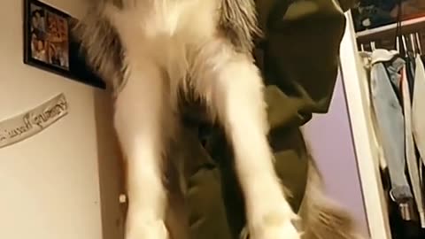 😂 😂 😂 #funny #animal #humor #cats #dogs #pets #rumble #viral #trending 078
