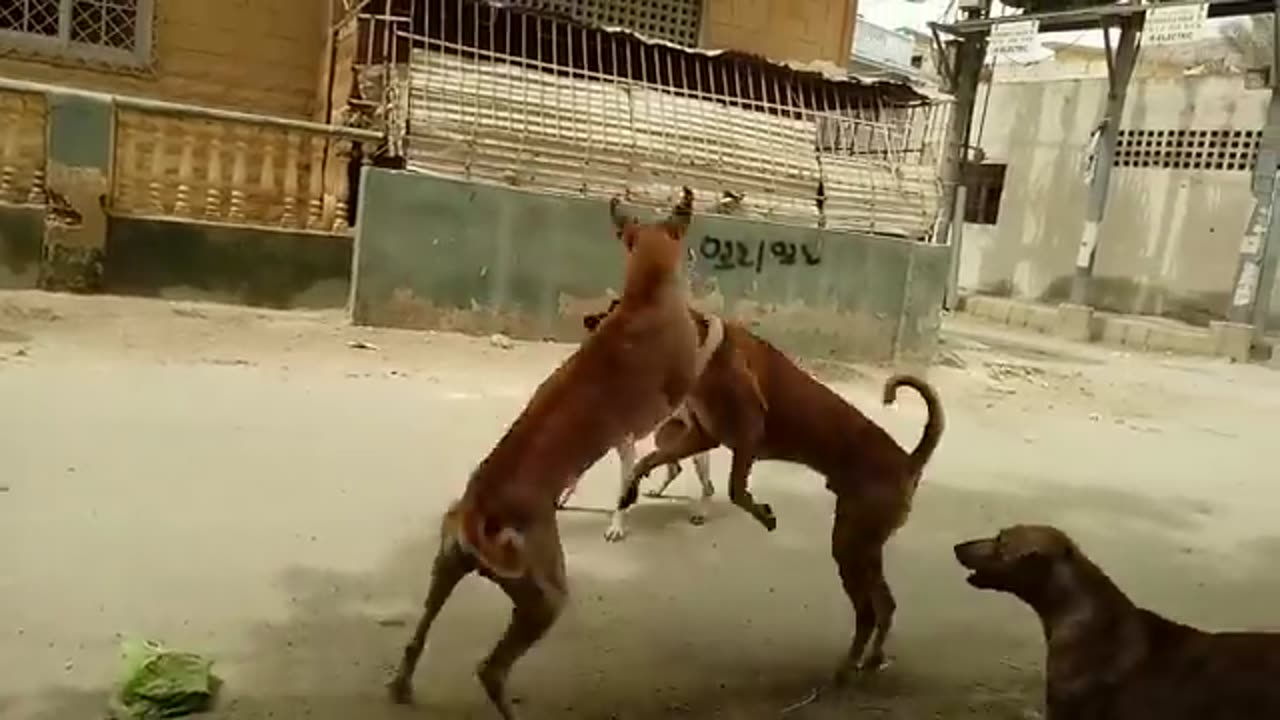 🐶💥 Dogs Fight Gang War Unleashed! Extreme Showdown 🔥👊